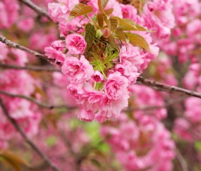 小孩发烧到几度可以和布洛芬（小孩发烧几度可以喝布洛芬）