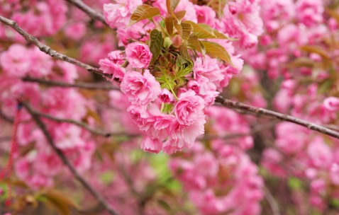 南昌7家供(借)卵试管婴儿医院最新排名，以下几家试管机构不用排队！