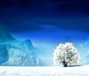 小孩发烧能吃白木尔吗（发烧可以吃白木耳红枣汤吗）