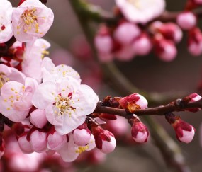 促卵泡生成激素0.31（促卵泡生成激素085 正常吗）