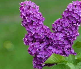 小孩反复发烧后流浓鼻涕（小孩反复发烧,流脓鼻涕）