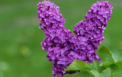 小孩反复发烧后流浓鼻涕（小孩反复发烧,流脓鼻涕）