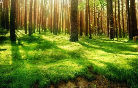 卵泡监测上的rf（卵泡监测lf和rf几个为正常）