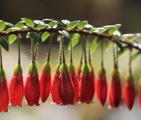 卵泡过多可以怀孕吗（卵泡多影响生育吗）