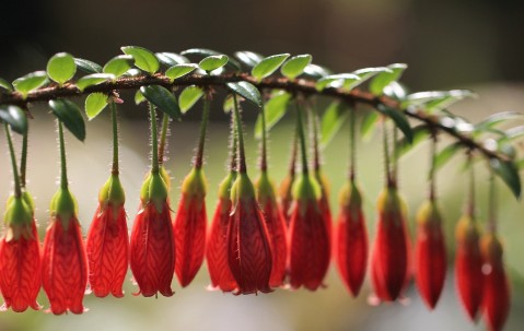 卵泡小就不排卵吗（卵泡小是排过卵还是没排卵）