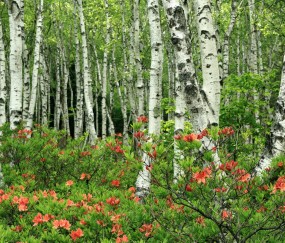 什么能使卵泡变少呢（什么可以使卵泡长大）