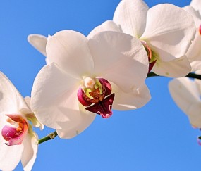 卵泡没破吃什么中药（卵泡没破吃什么中药调理）