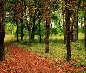 小孩人体三十七度发烧吗（小孩人体三十七度发烧吗怎么回事）