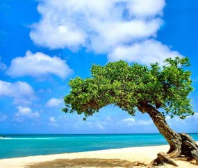 卵泡1411是多大（卵泡1411一般多久排卵）