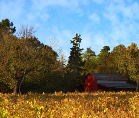 卵泡2.22.6怀孕了（卵泡26*22mm怀孕了）