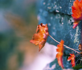 小孩肿炸腮连续发烧怎么办（小孩肿炸腮怎么治疗）