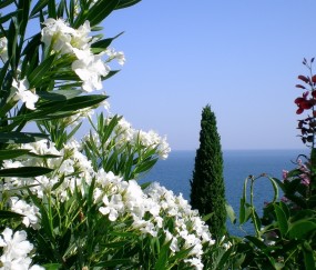 促卵泡成长激素1.68（促卵泡生成激素149）