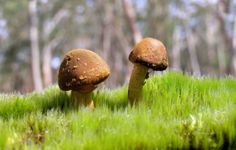 为什么卵泡只有0.9（为什么卵泡只有一个大的三个为什么是小的）