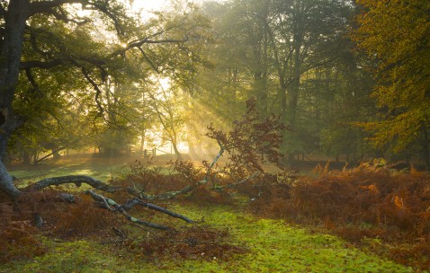 促卵泡成熟激素1.32（促卵泡成熟激素高是什么意思）